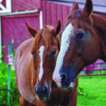horses